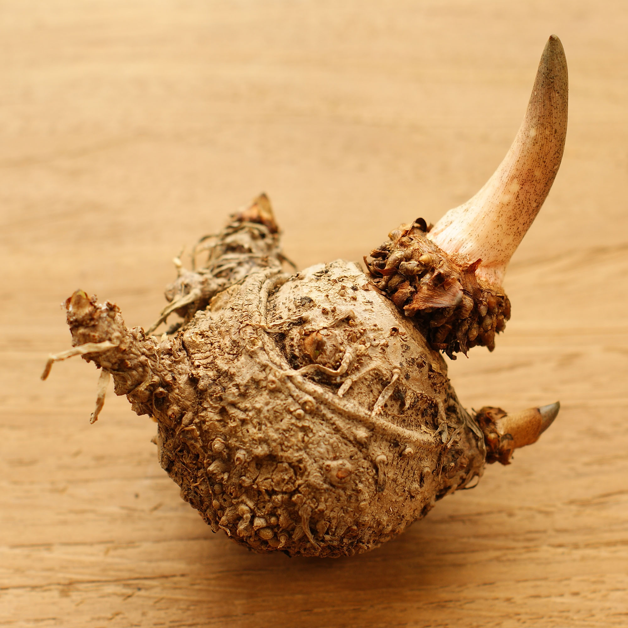 Konjak Glucomannan CA