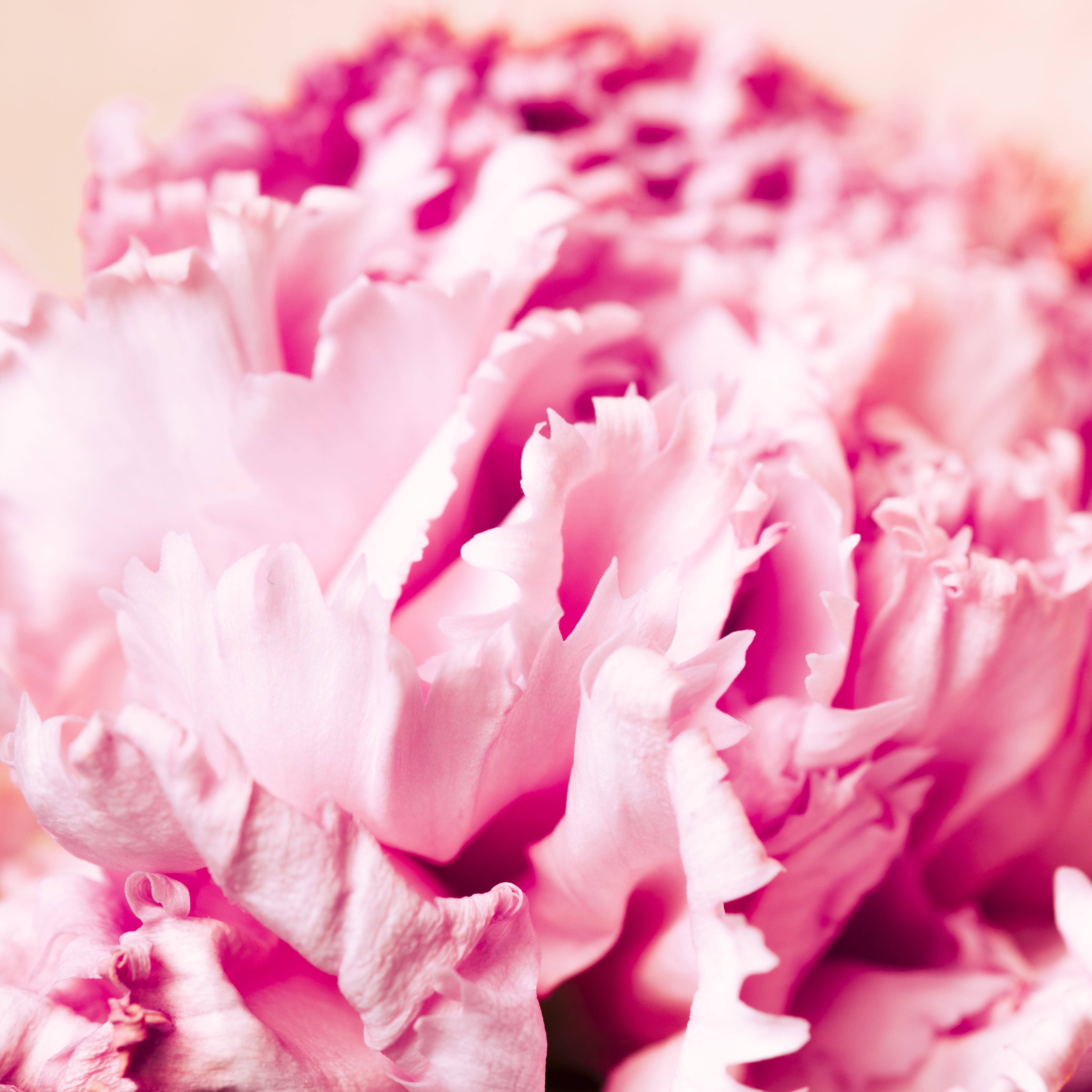Lumiflora Peony