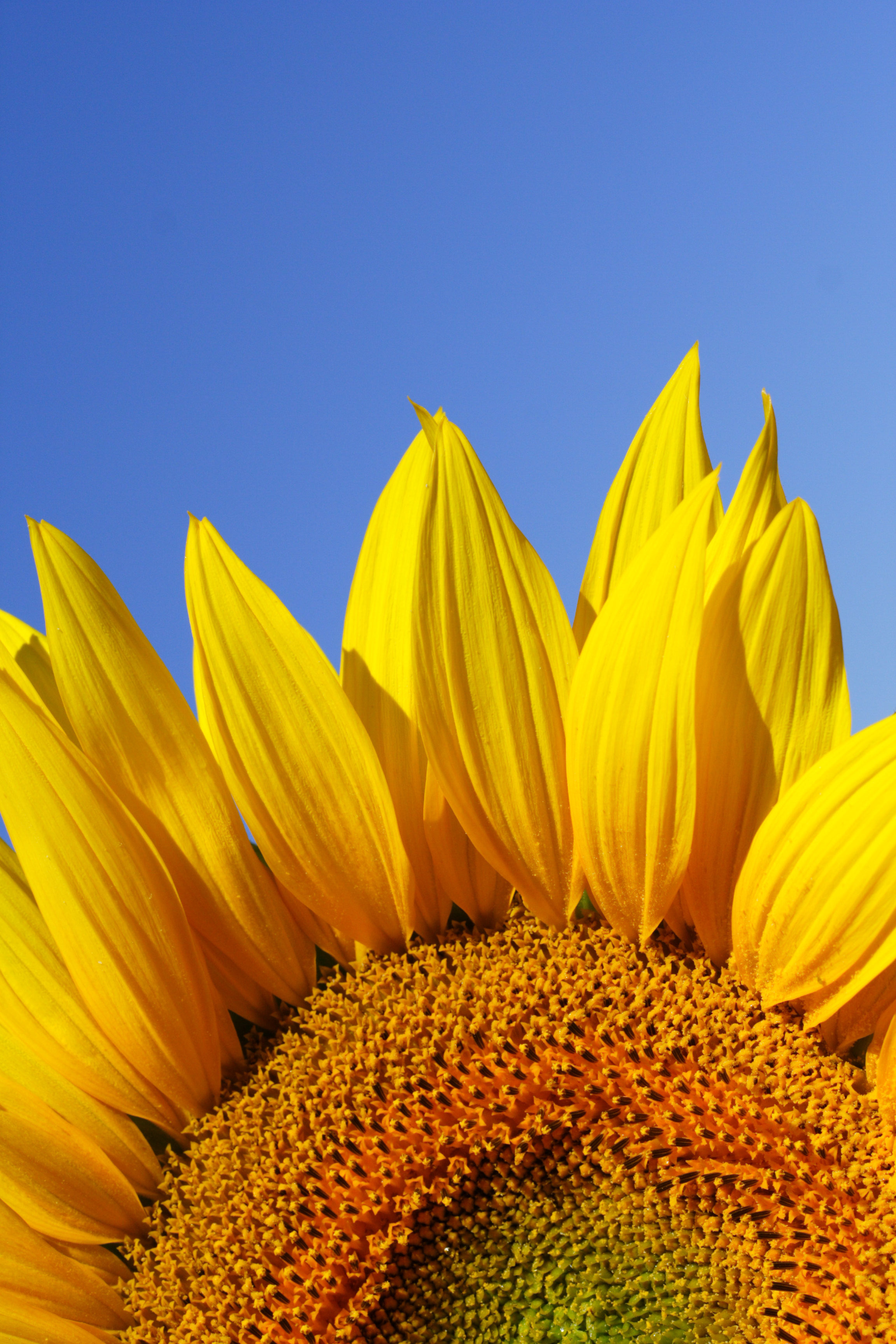 Fermentoil Sunflower Seed