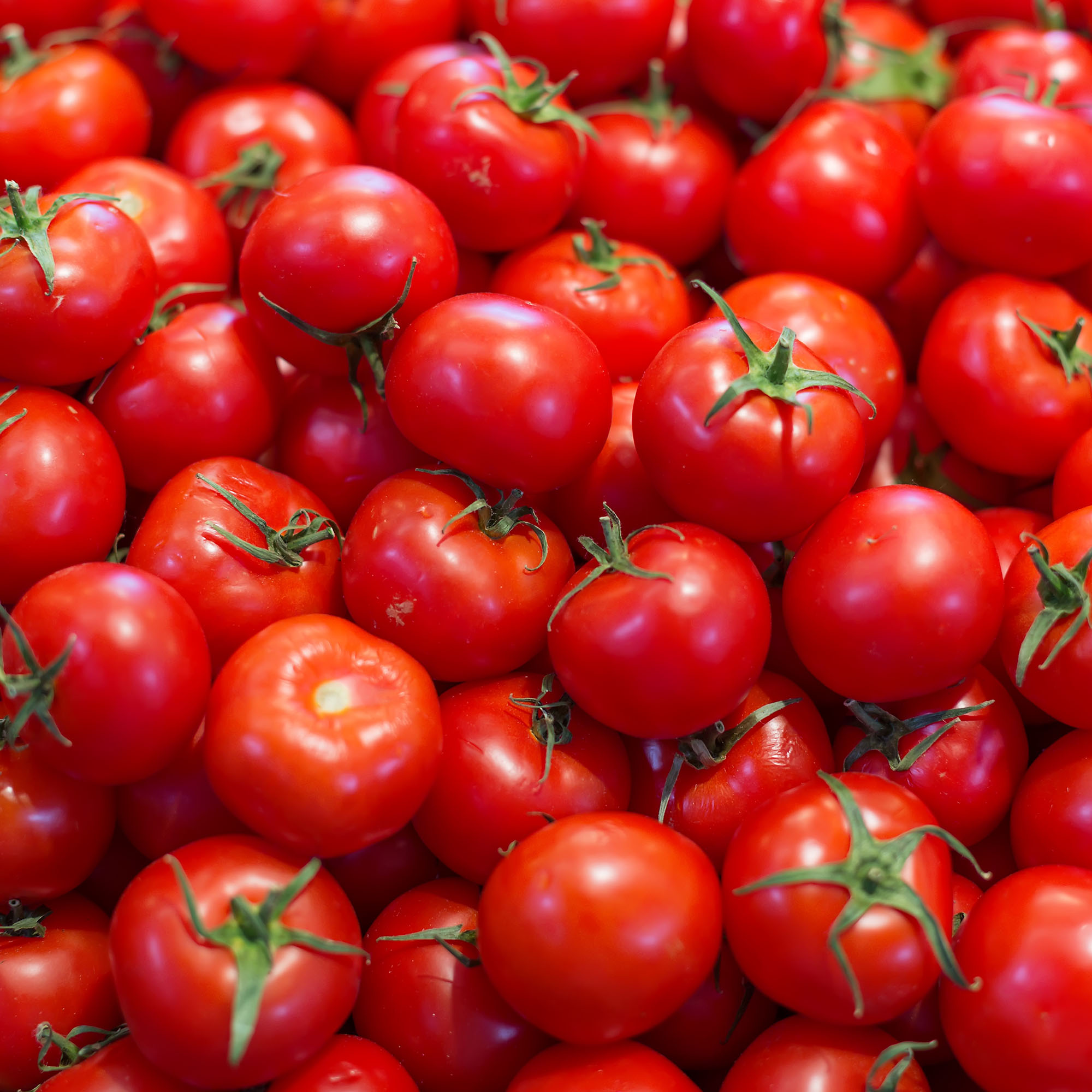 Lycopene 10%