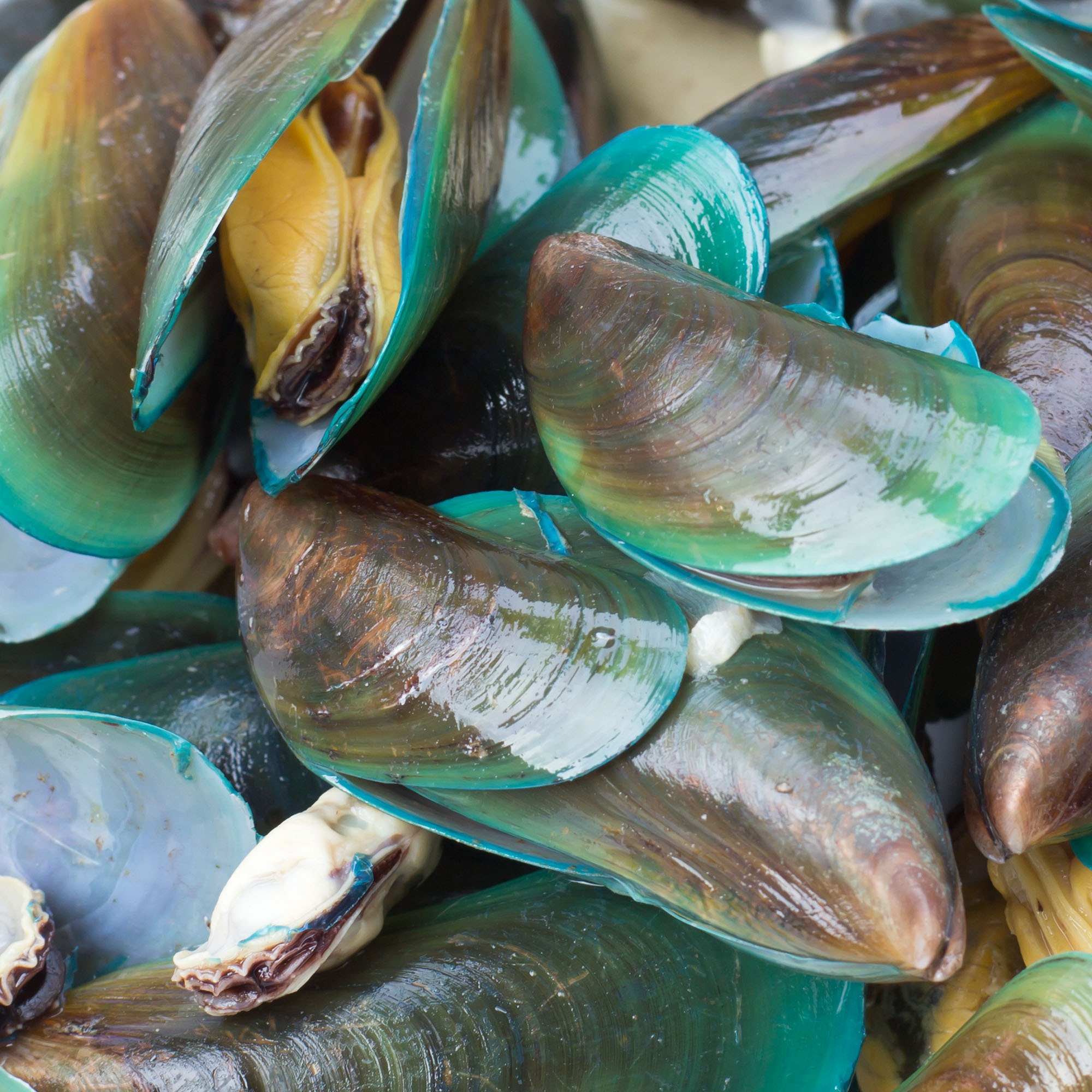 Green Shell Mussel Powder