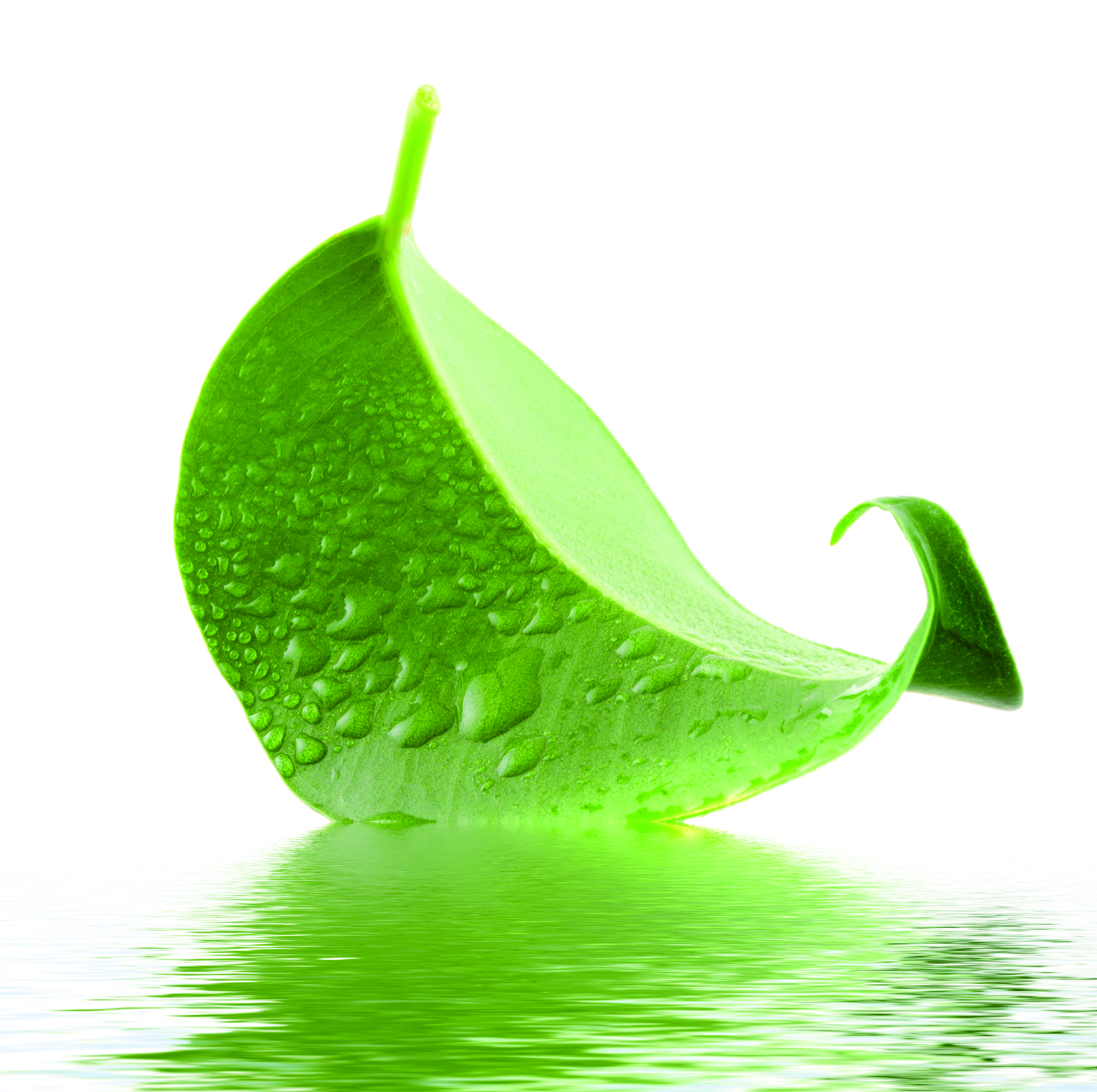 Fermentoil Green Tea Seed