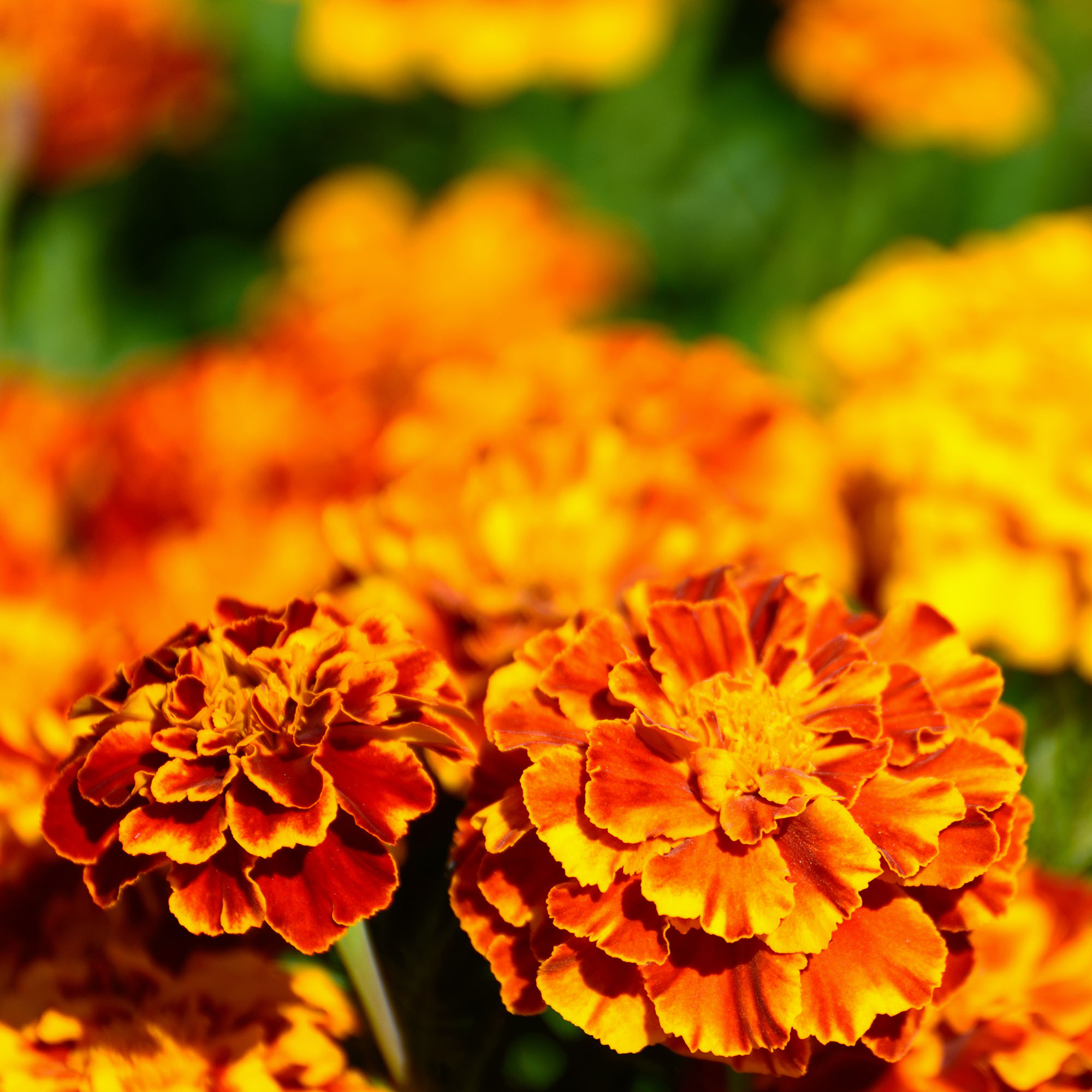 Lutein 15%